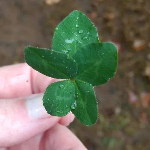 Red Clover (Trifolium pratense), photograph