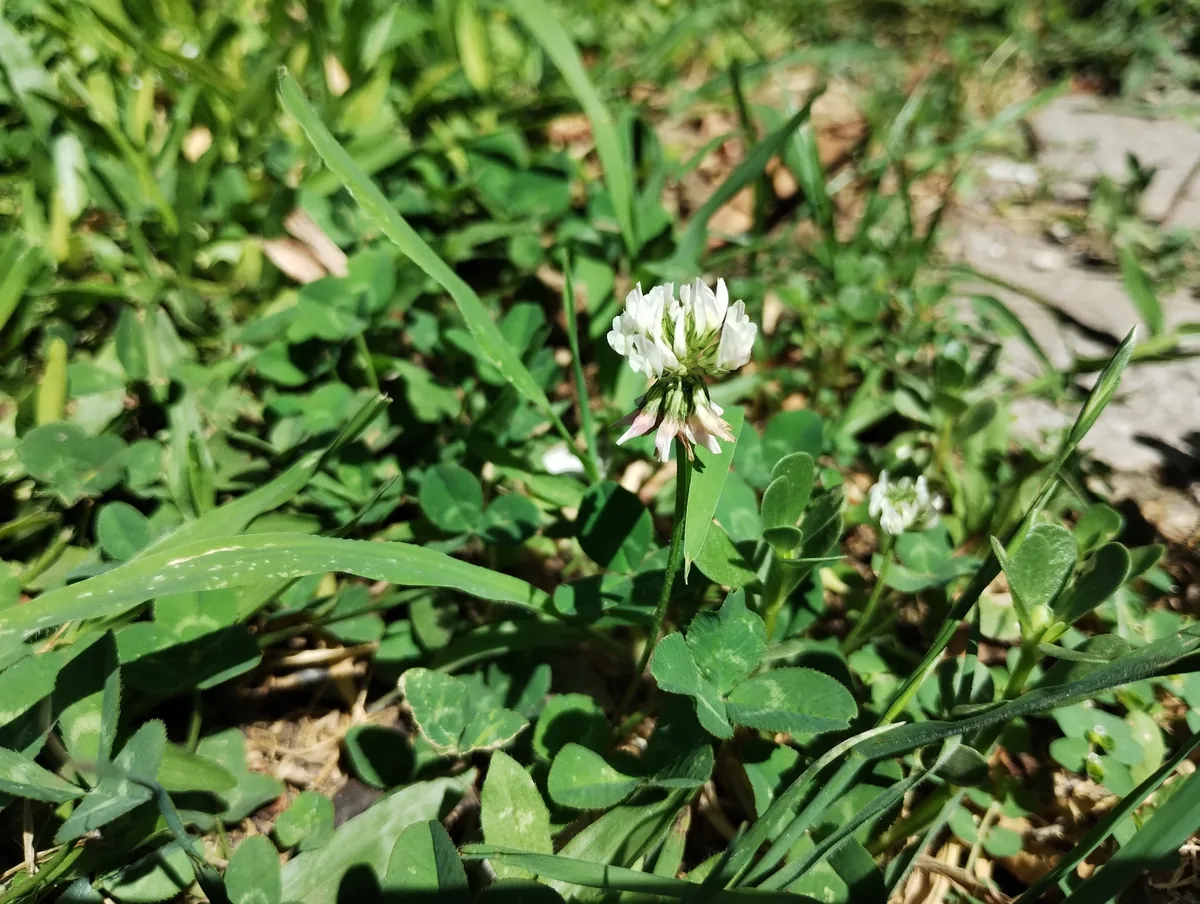 White Clover (Trifolium repens), photograph