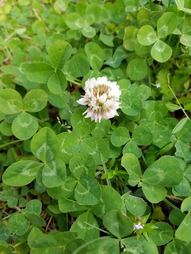 Photo: (c) Leila Dasher, some rights reserved · CC BY · via iNaturalist white clover, photograph