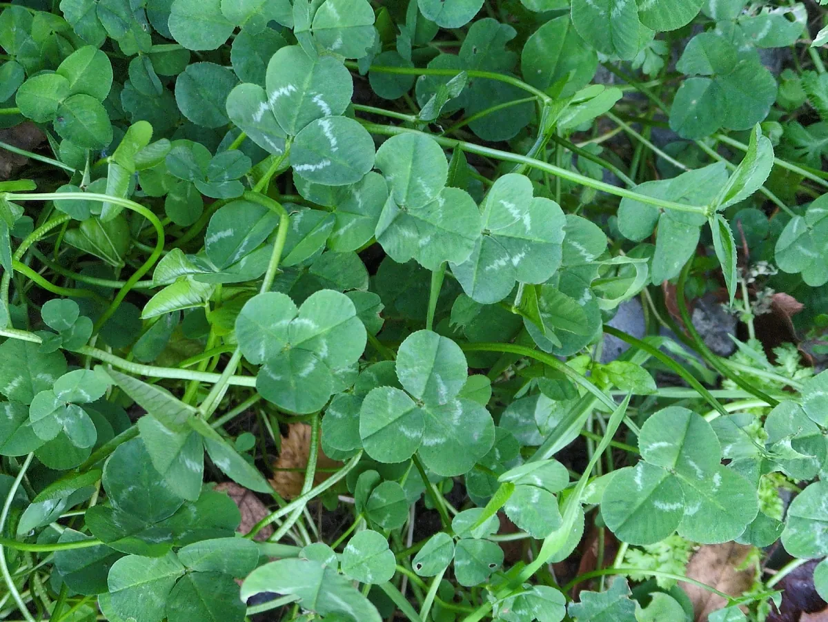 White Clover (Trifolium repens), photograph