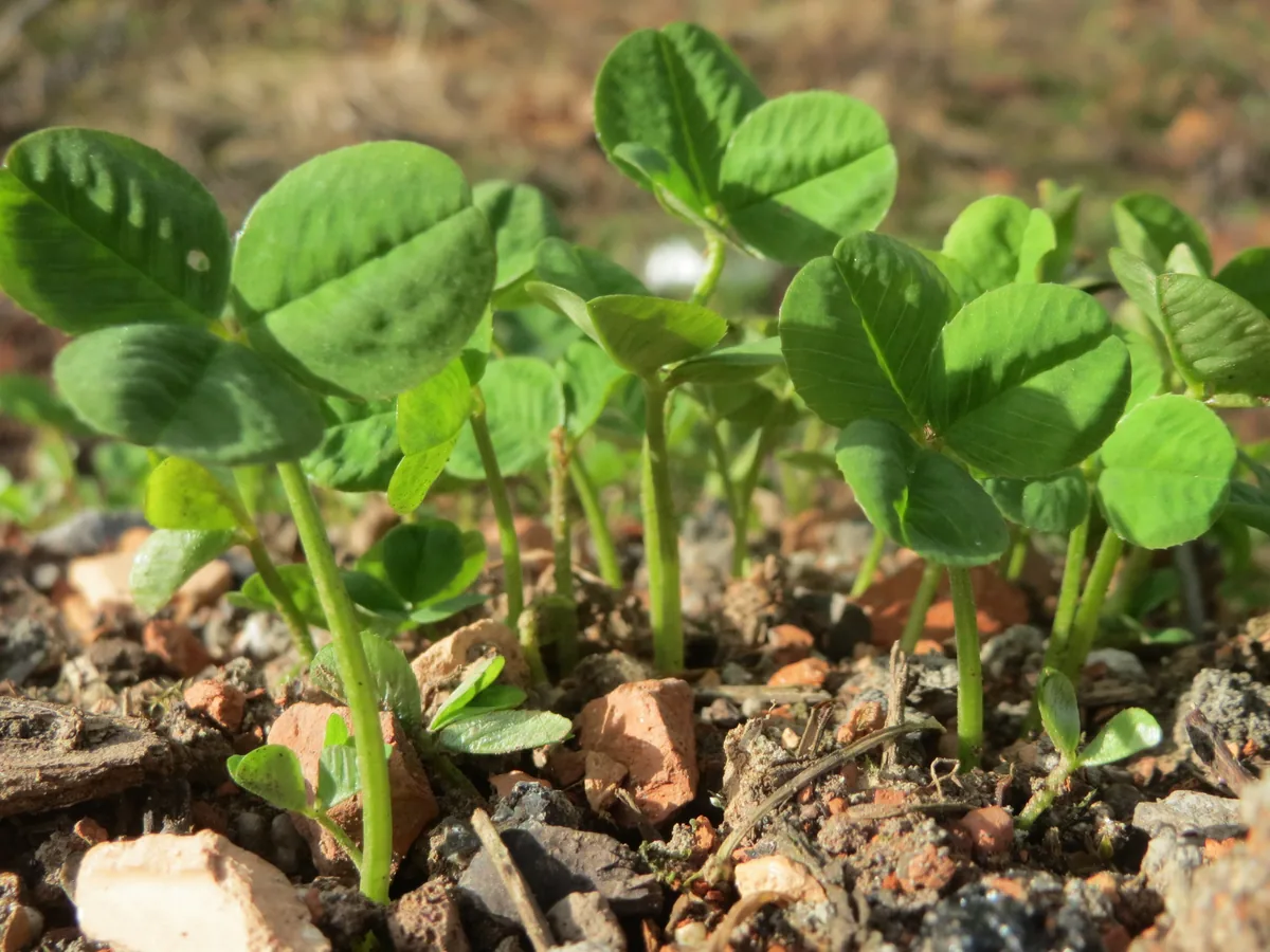 White Clover (Trifolium repens), photograph