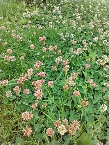 White Clover (Trifolium repens), photograph
