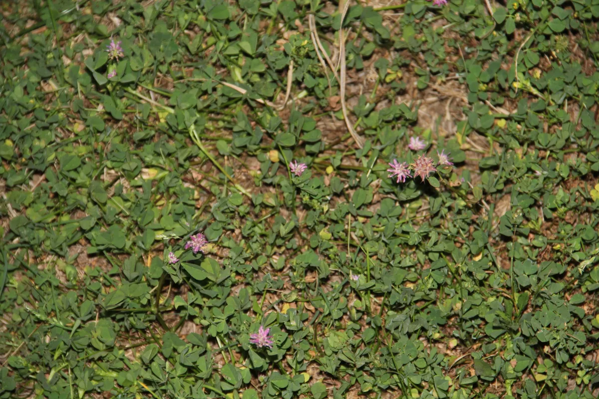 persian clover (Trifolium resupinatum), photograph