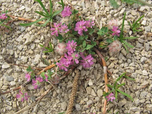 persian clover (Trifolium resupinatum), photograph