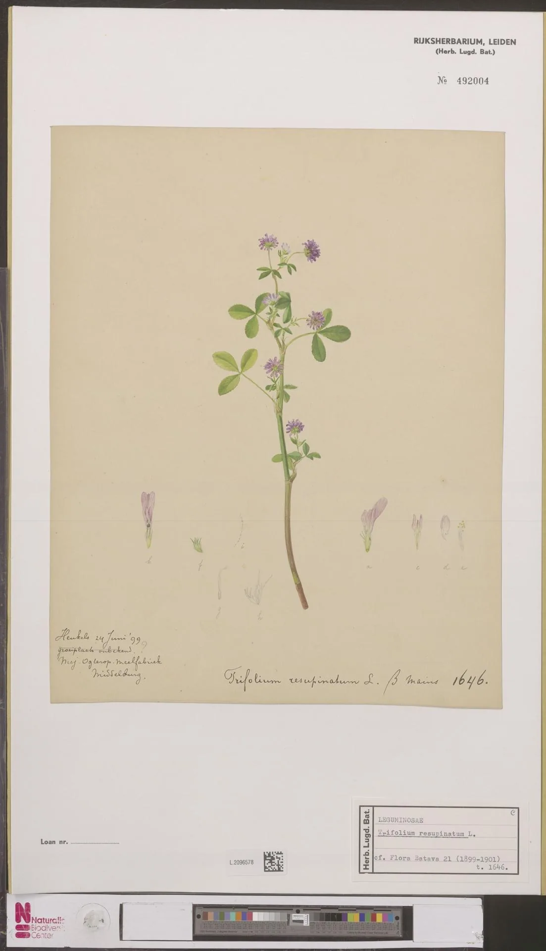 persian clover (Trifolium resupinatum), botanical illustration