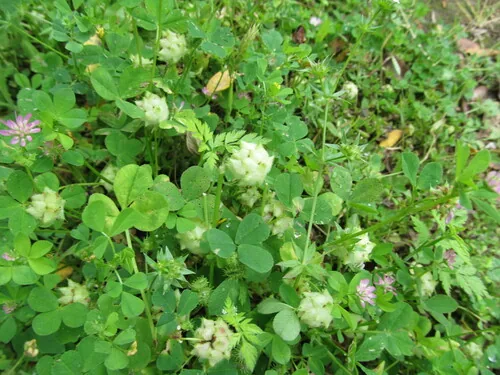 Photo: (c) zebedeugalinha, some rights reserved · CC BY · via iNaturalist persian clover (Trifolium resupinatum), photograph