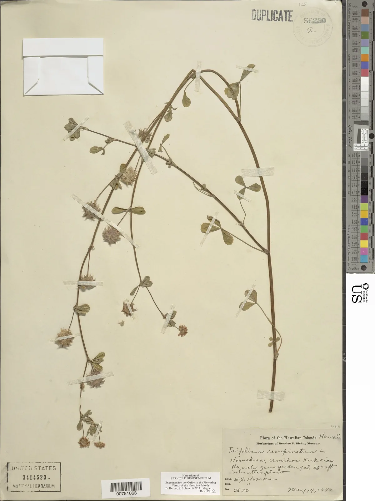 persian clover (Trifolium resupinatum), photograph