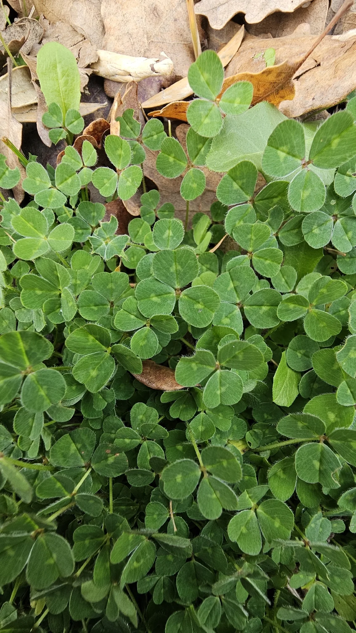 subterranean clover (Trifolium subterraneum), photograph