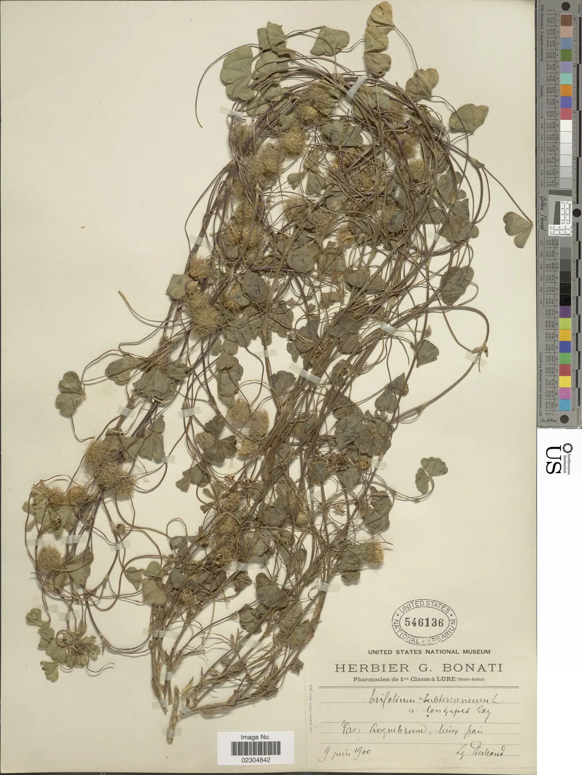 Photo: NMNH - Botany Dept. (CC0) · CC0 · via Smithsonian Subterranean Clover (Trifolium subterraneum), photograph