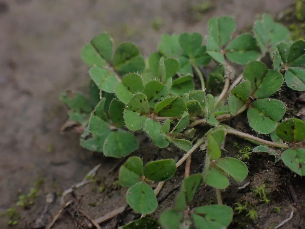 Subterranean Clover (Trifolium subterraneum), photograph