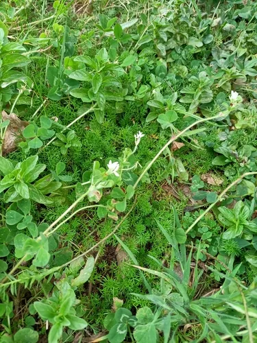 Subterranean Clover (Trifolium subterraneum), photograph