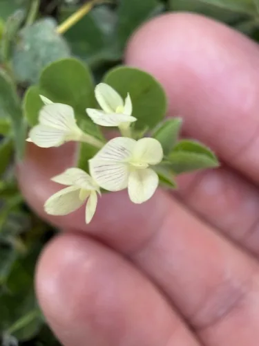 Subterranean Clover (Trifolium subterraneum), photograph