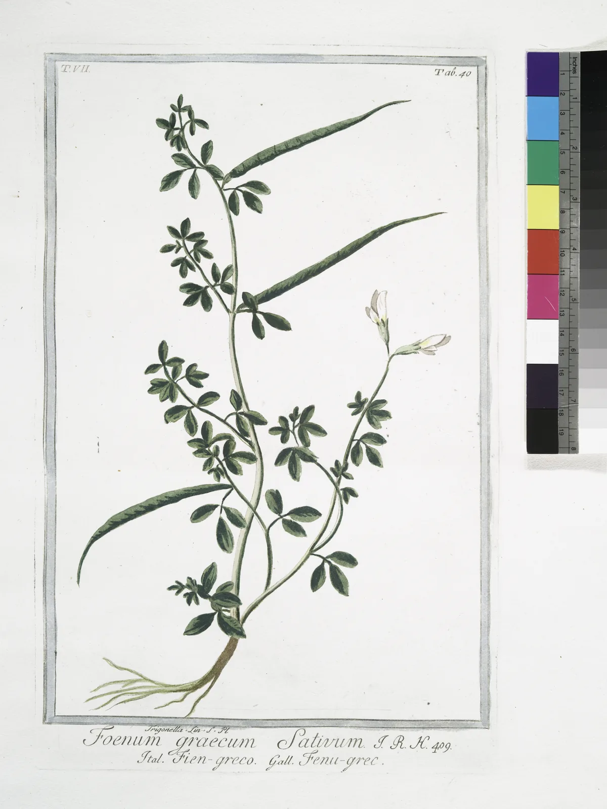 fenugreek (Trigonella foenum-graecum), botanical illustration