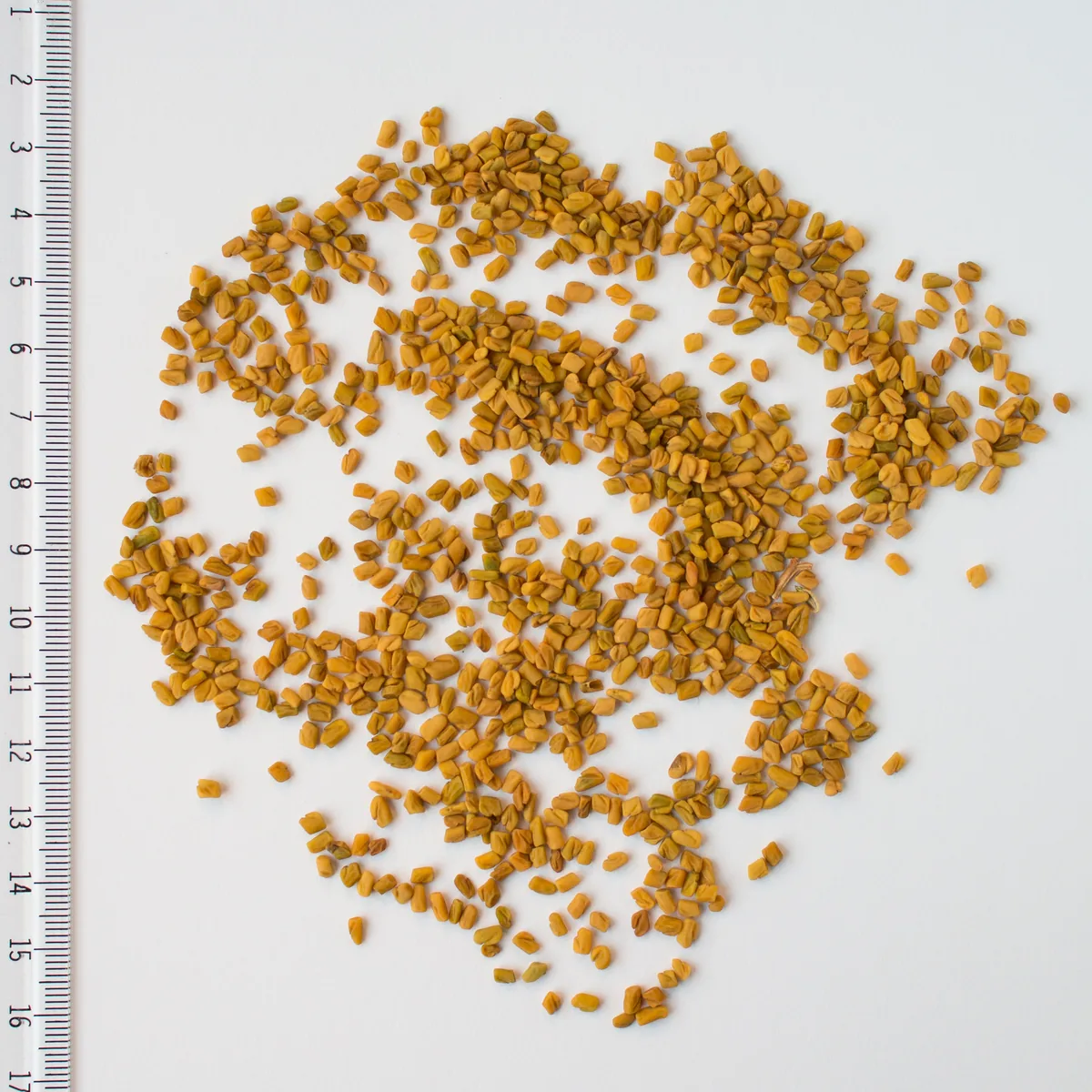 fenugreek (Trigonella foenum-graecum), photograph