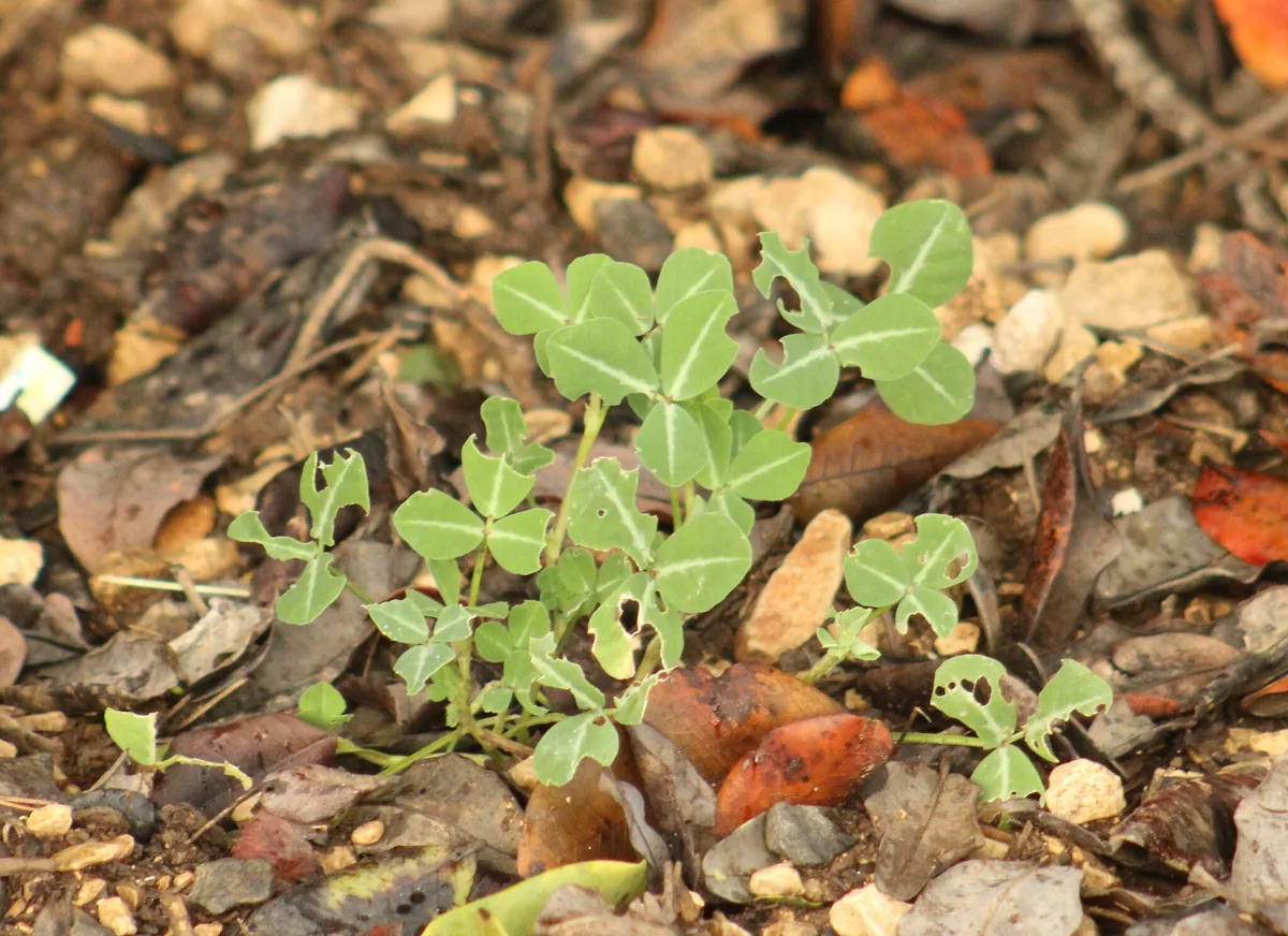 fenugreek (Trigonella foenum-graecum), photograph