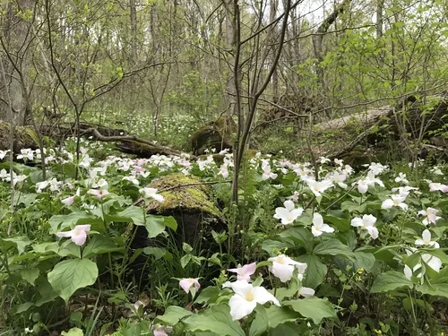 Photo: (c) Mason Heberling, some rights reserved (CC BY) · cc-by · via iNaturalist Trillium (Trillium grandiflorum), photograph