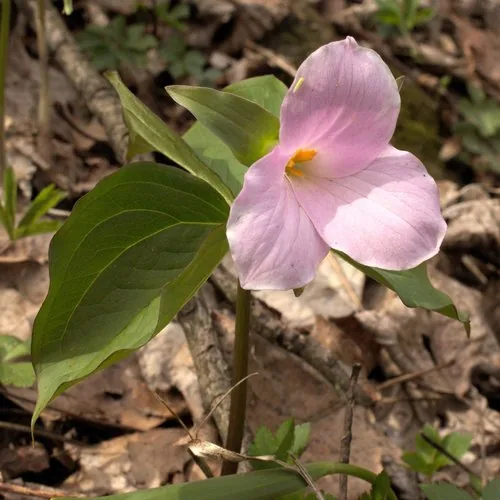 Photo: (c) Daniel McClosky, some rights reserved · CC BY · via iNaturalist trillium (Trillium grandiflorum), photograph