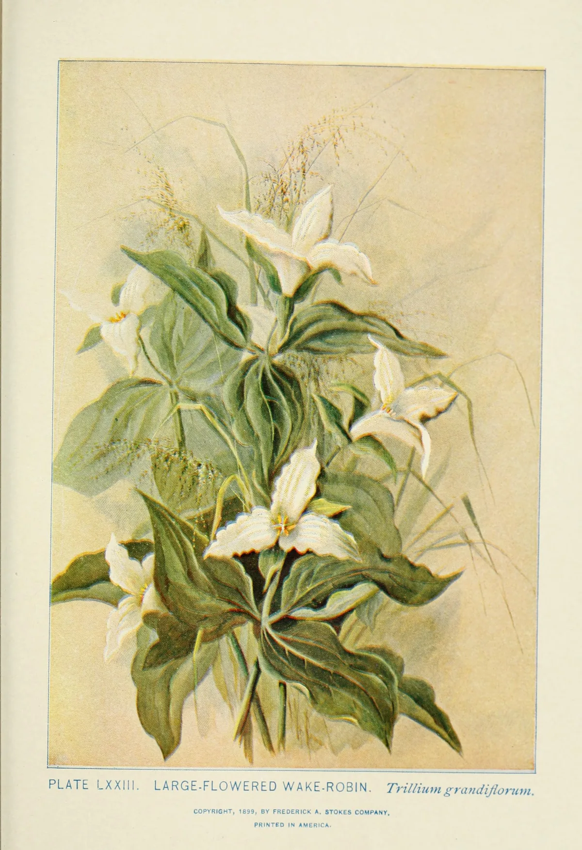 Trillium (Trillium grandiflorum), botanical illustration
