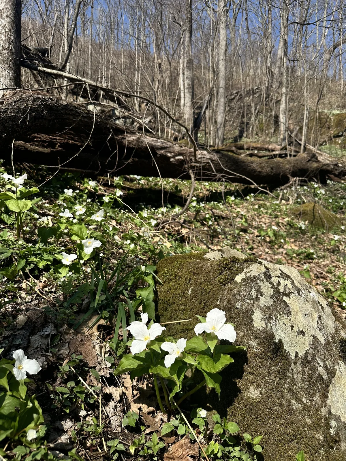 Trillium (Trillium grandiflorum), photograph