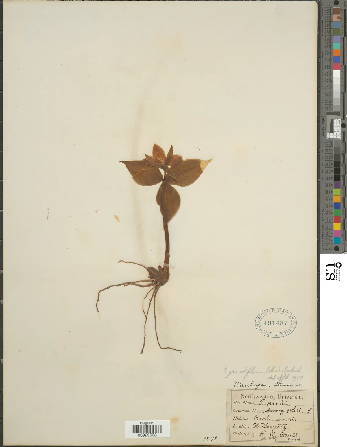 Trillium (Trillium grandiflorum), photograph