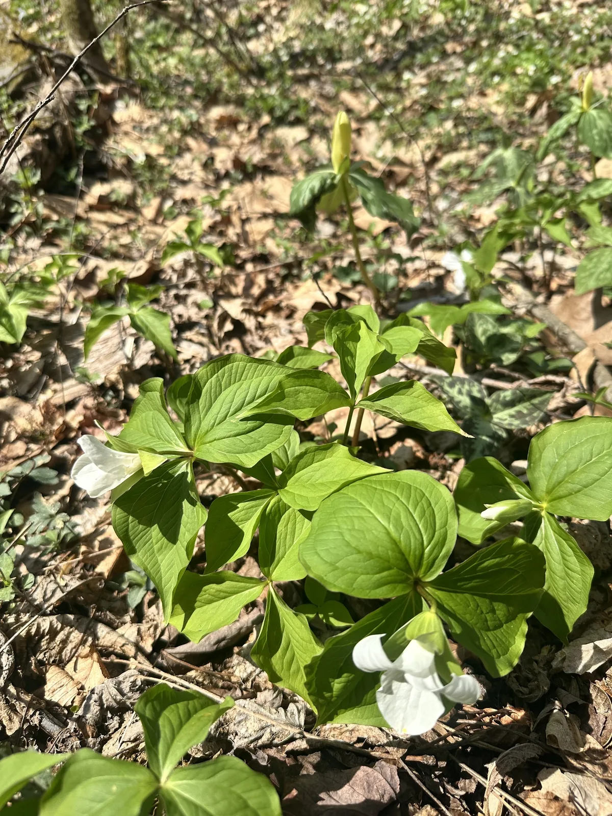 Trillium (Trillium grandiflorum), photograph