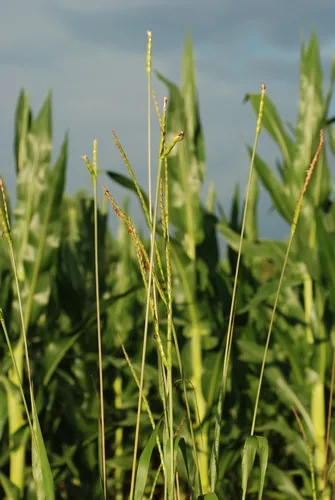 Photo: (c) Douglas Goldman, some rights reserved · CC BY-SA · via iNaturalist Eastern gamagrass (Tripsacum dactyloides), photograph