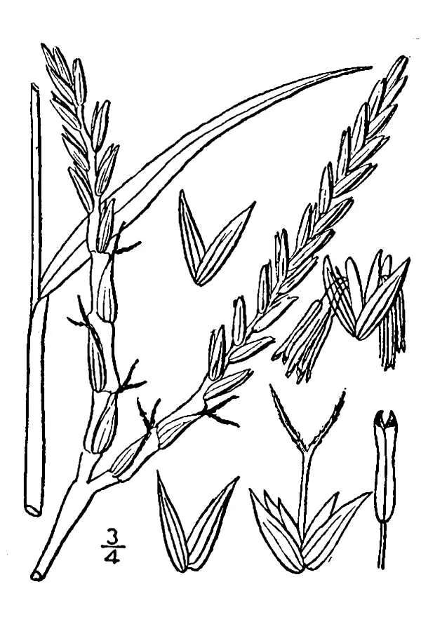 Eastern Gamagrass (Tripsacum dactyloides), botanical illustration