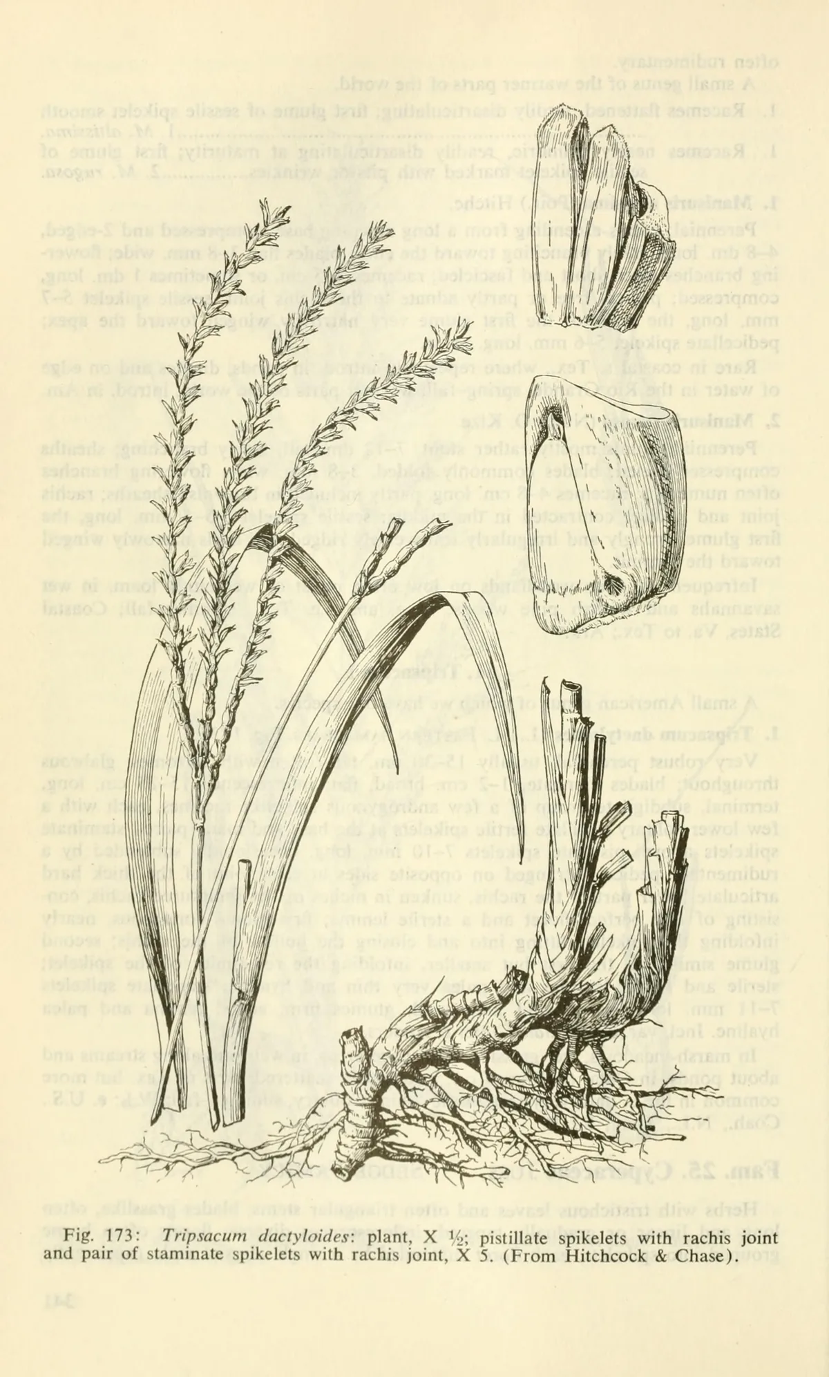 Eastern Gamagrass (Tripsacum dactyloides), botanical illustration