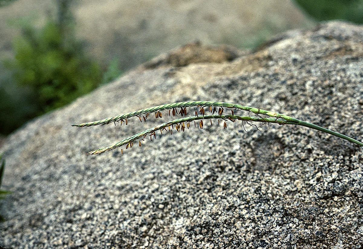 Eastern Gamagrass (Tripsacum dactyloides), photograph