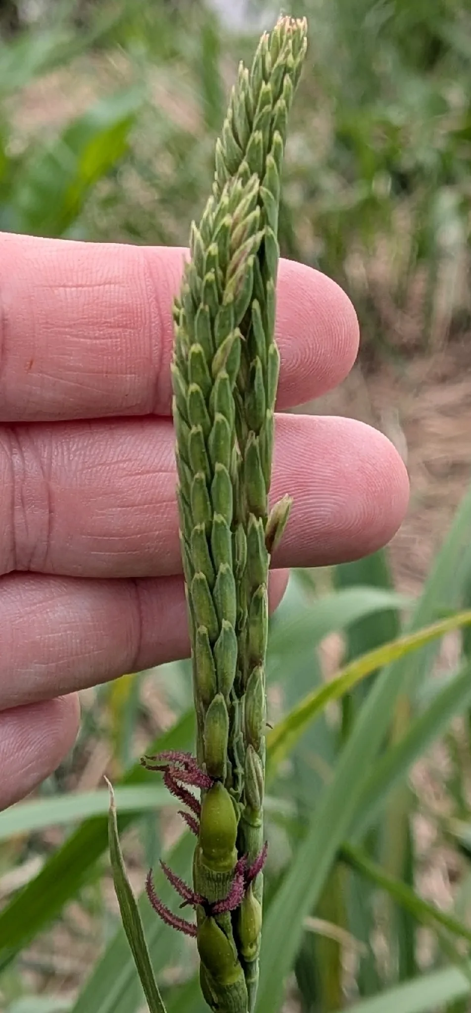 Eastern Gamagrass (Tripsacum dactyloides), photograph