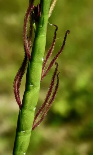 Photo: (c) Michael J. Papay, some rights reserved (CC BY) · cc-by · via iNaturalist Eastern Gamagrass (Tripsacum dactyloides), photograph