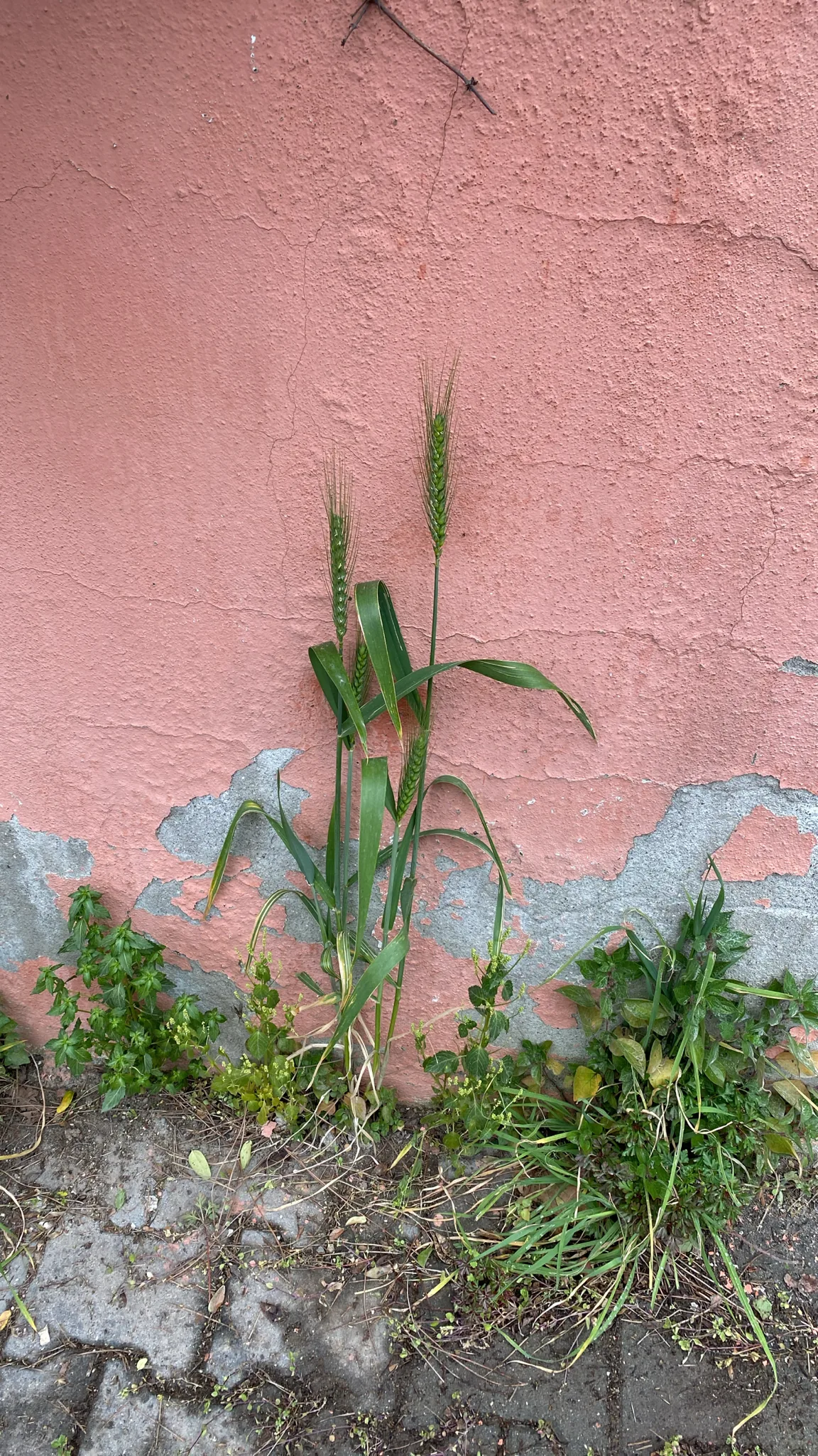 Winter Wheat (Triticum aestivum), photograph