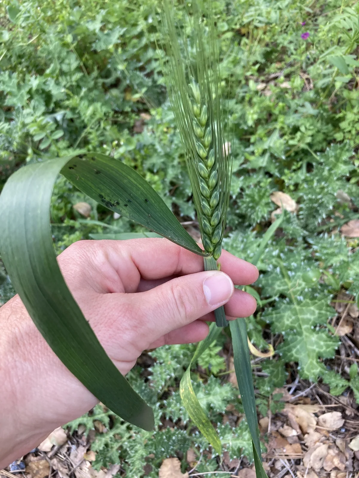 Winter Wheat (Triticum aestivum), photograph