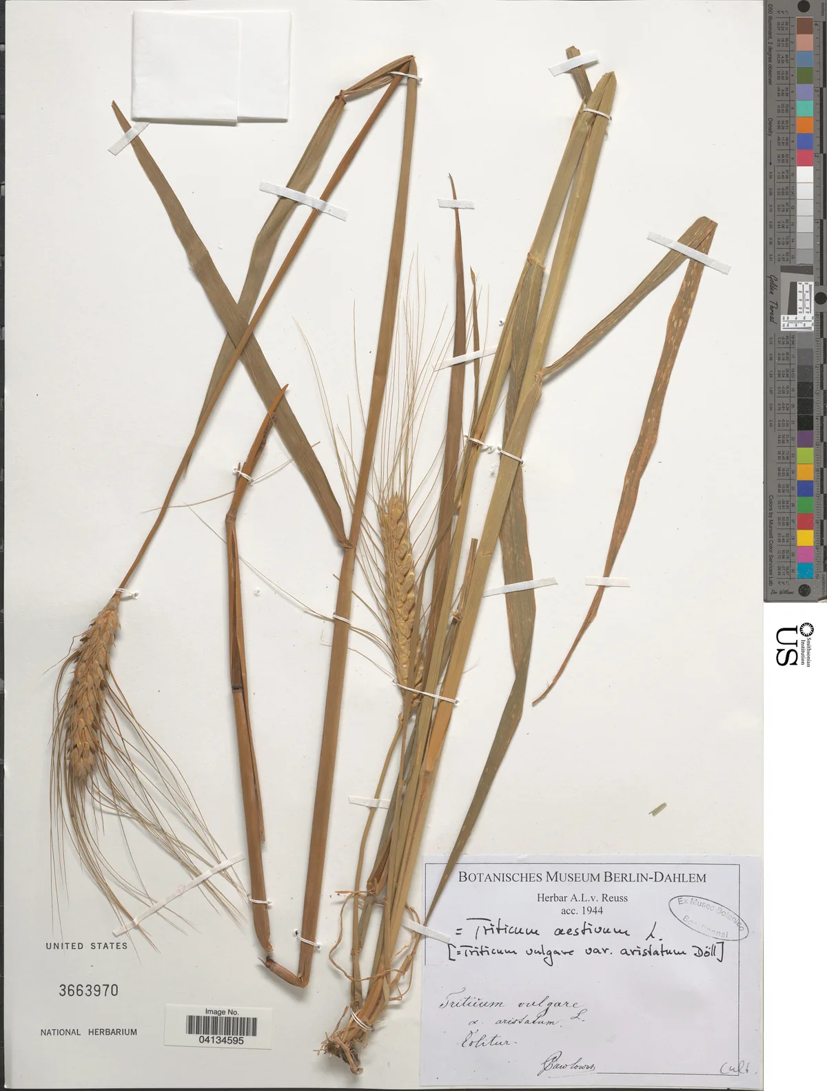 Winter Wheat (Triticum aestivum), photograph