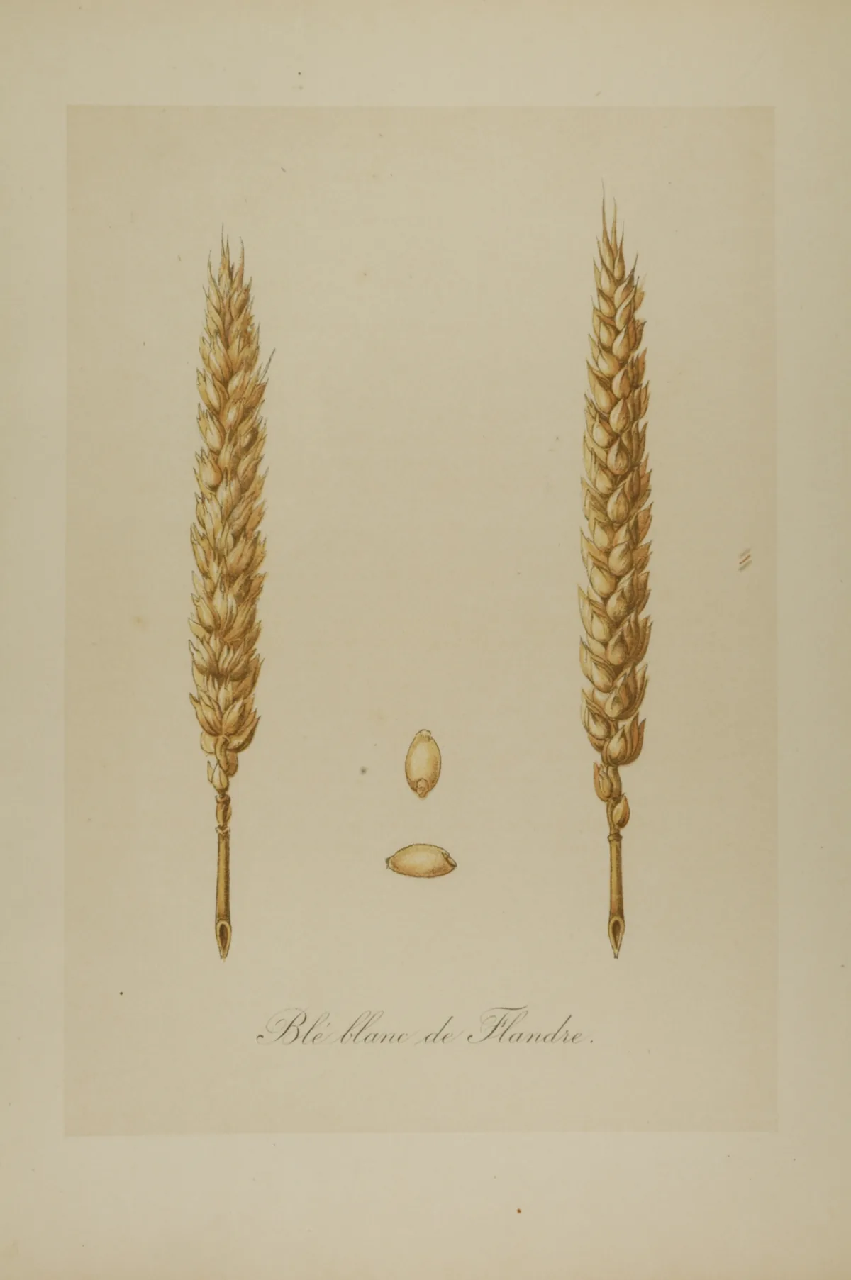 Winter Wheat (Triticum aestivum), botanical illustration