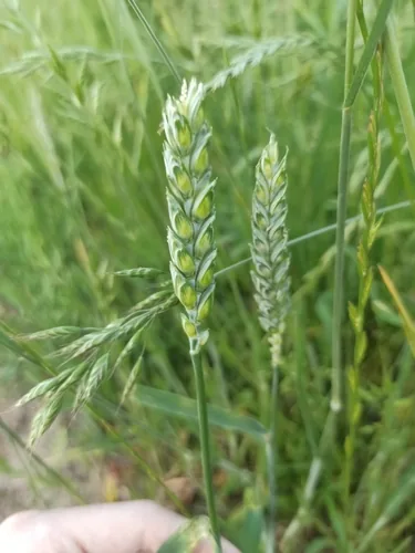 Photo: (c) Юлия Медведько, some rights reserved · CC BY · via iNaturalist winter wheat (Triticum aestivum), photograph