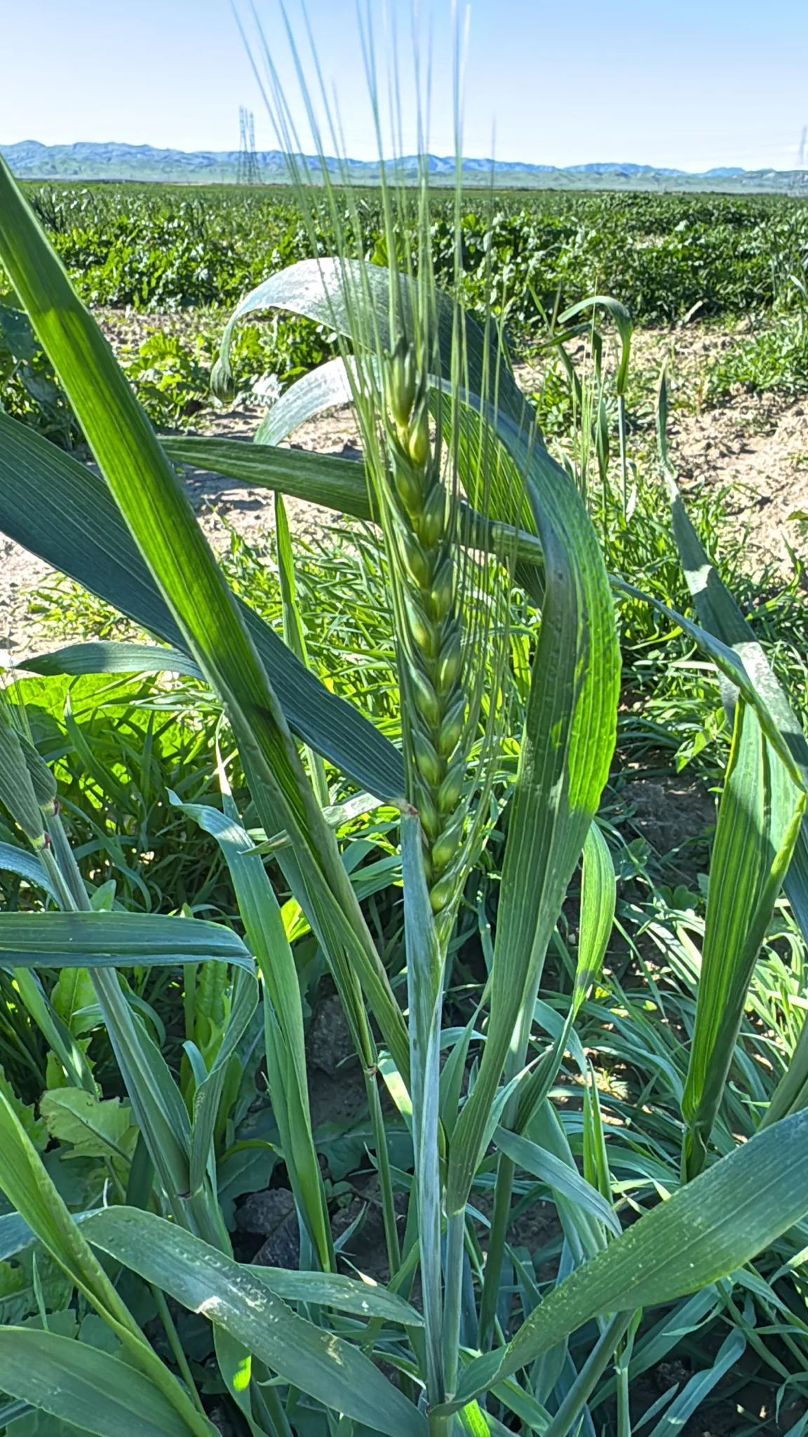 Winter Wheat (Triticum aestivum), photograph