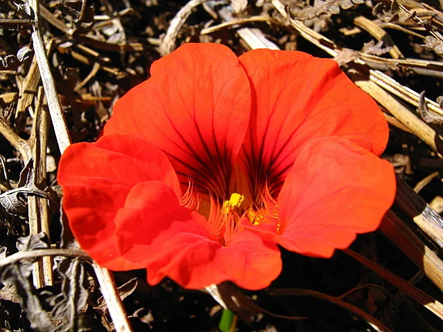 Nasturtium (Tropaeolum majus), photograph