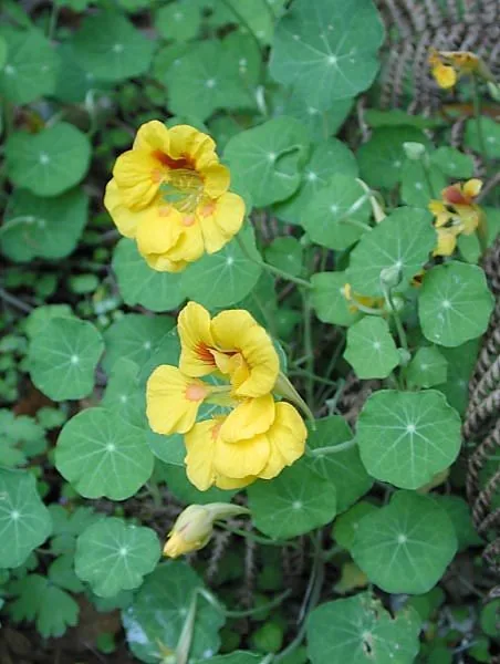 Nasturtium (Tropaeolum majus), photograph