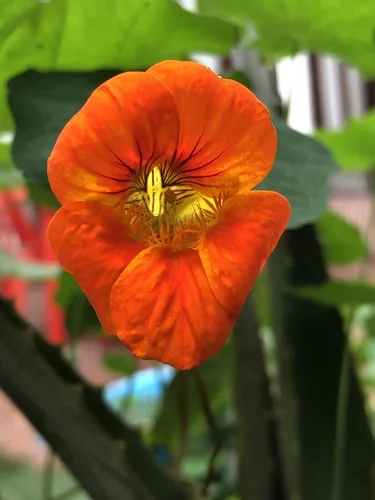 Photo: (c) Antonio W. Salas, some rights reserved · CC BY · via iNaturalist Nasturtium (Tropaeolum majus), photograph