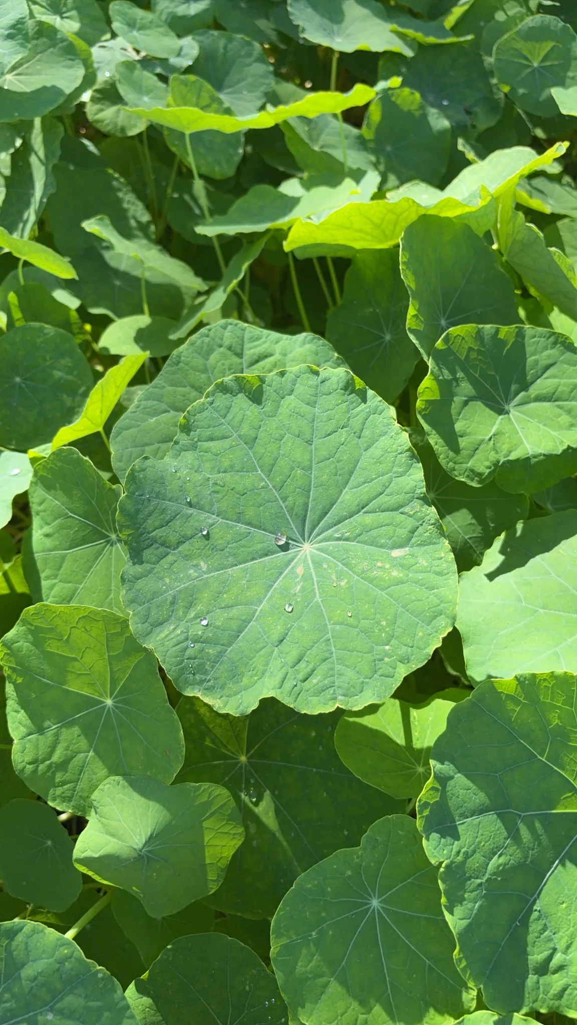 Nasturtium (Tropaeolum majus), photograph