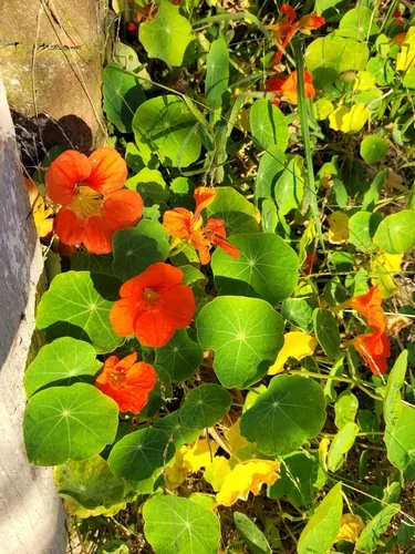 Nasturtium (Tropaeolum majus), photograph
