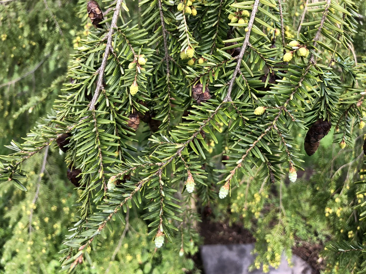 Eastern Hemlock (Tsuga canadensis), photograph