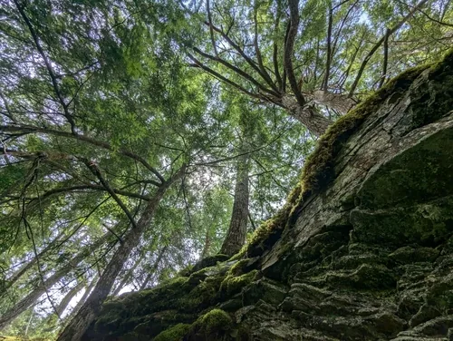 Photo: no rights reserved · cc0 · via iNaturalist Eastern Hemlock (Tsuga canadensis), photograph