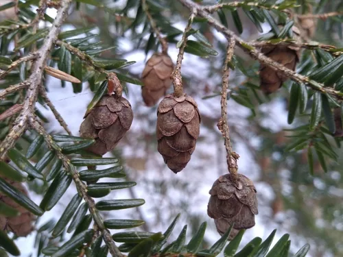 Eastern hemlock, photograph