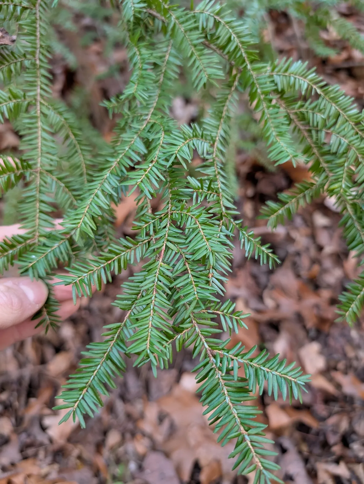 Eastern Hemlock (Tsuga canadensis), photograph