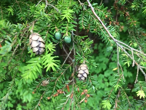 Eastern Hemlock (Tsuga canadensis), photograph