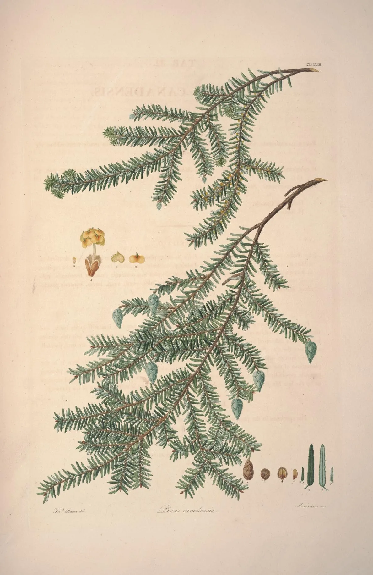 Eastern Hemlock (Tsuga canadensis), botanical illustration