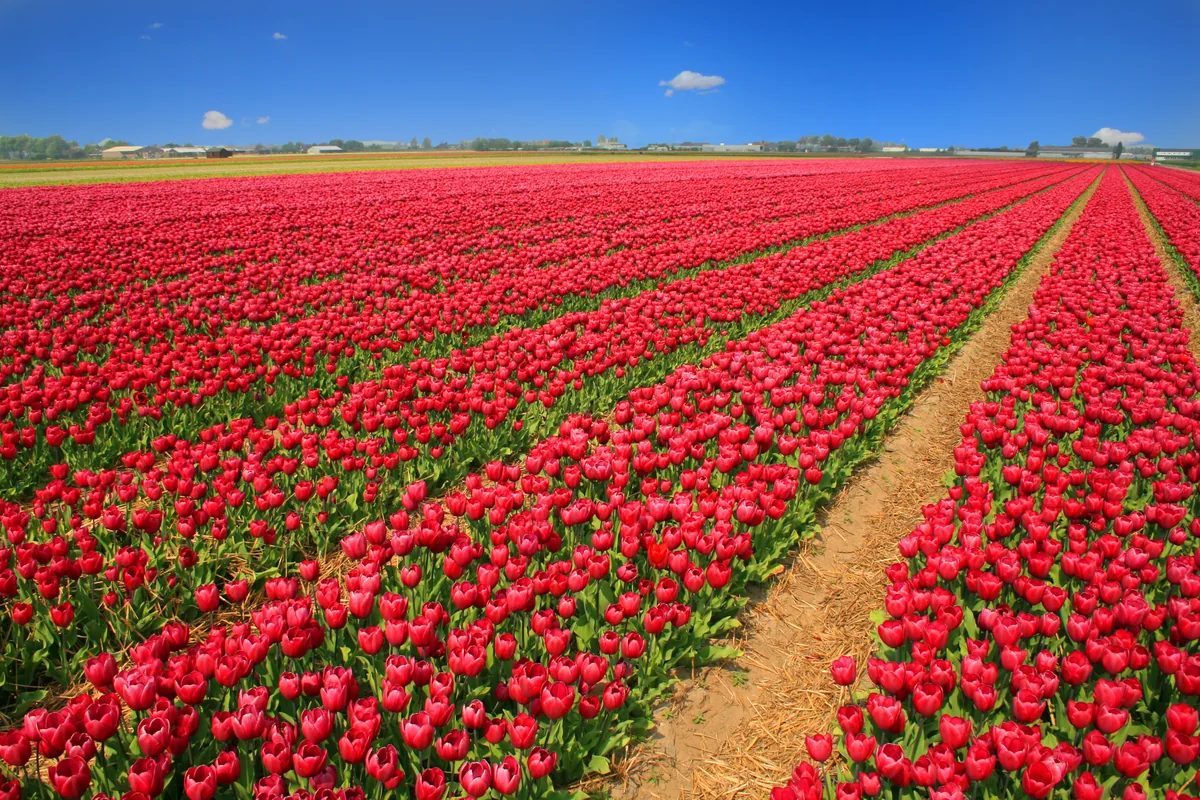 Tulip, photograph
