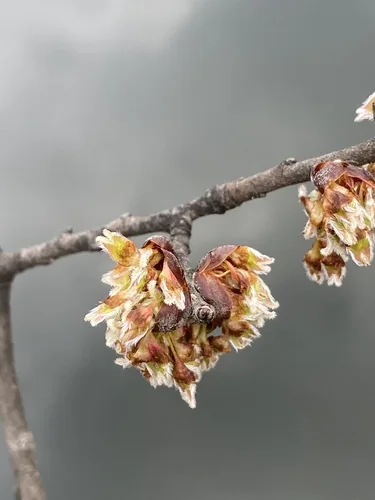 American elm (Ulmus americana), photograph